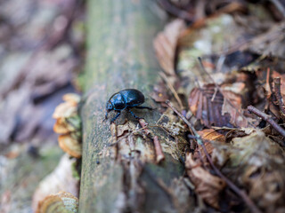 Ground beetle Carabus violaceus walking on mossy log in forest, close-up of shiny black insect in natural woodland habitat with autumn leaves. © Marek
