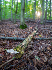 Fallen tree trunk with Trametes versicolor fungus in autumn forest, sunset in background, peaceful woodland scene with moss and leaves.