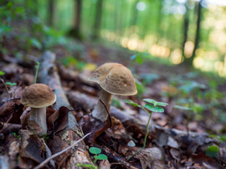 Two edible mushrooms Leccinum scabrum, kozák brezový, growing on forest floor among leaves and branches, close-up of boletus fungi in woodland habitat.