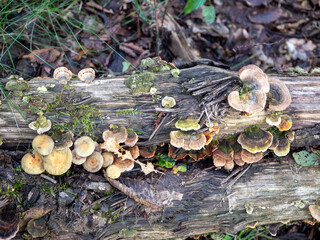 Turkey tail fungus Trametes versicolor and other forest mushrooms growing on decaying log with moss, natural woodland habitat showing fungi diversity and ecology.