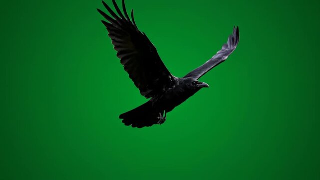 A large raven soaring slowly with outstretched wings, isolated on solid green background dark fantasy, ominous, night