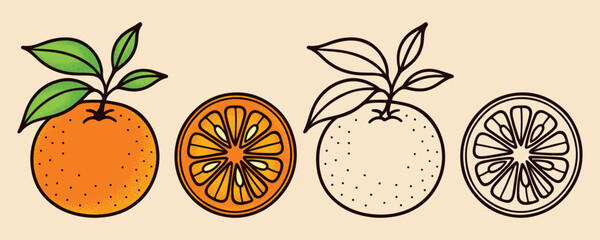 Vintage Orange Fruit And Slice Vector Illustration In Color And Outline Styles