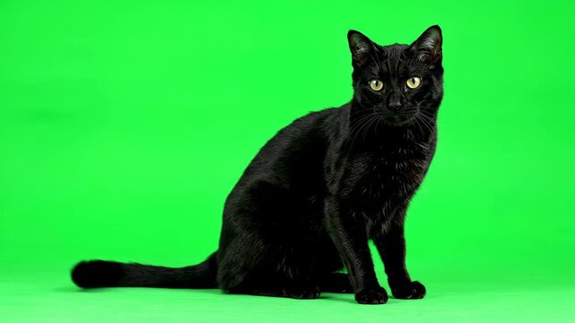 A graceful black cat swishing its tail slowly from side to side on a green screen black cat, creature, expression