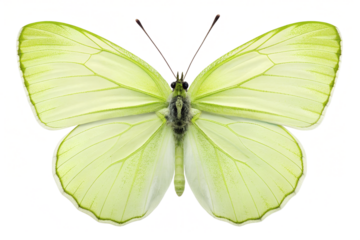 Vibrant Lime Green Butterfly with Translucent Wings, Isolated