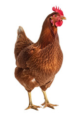 Fototapeta premium Adult domestic hen with reddish-brown feathers, red comb, curious expression, standing upright on transparent seamless studio background with high-key lighting, commercial product photography concept