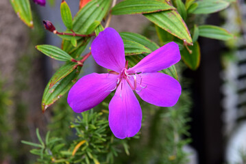 シコンノボタン