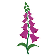 foxglove flower on white background