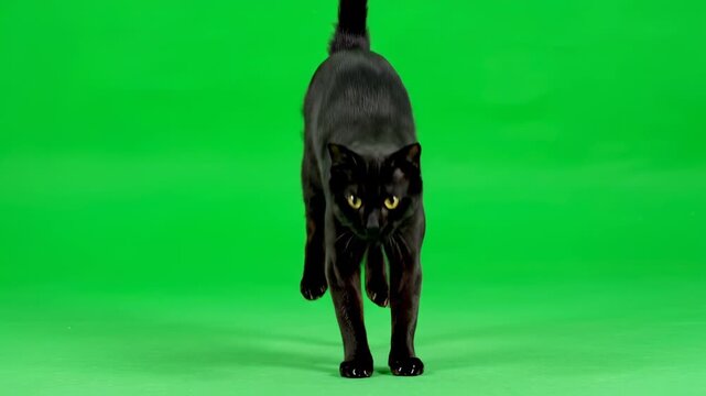 A stealthy black cat pouncing forward with focused intent on a green screen green screen, solo, ambush