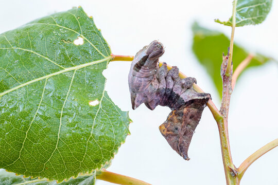 Caterpillar of the Notodonta torva moth, attached to a poplar leaf. Populus.
