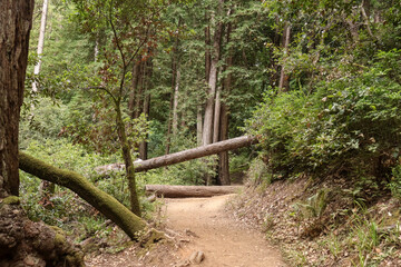 Trail with Fallen Redwood Across Path
