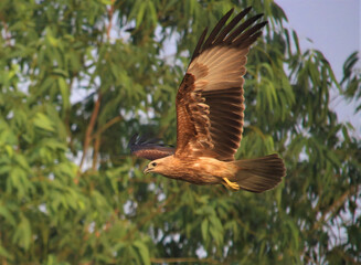 Brown hawk in flight with wings spread against a blurred green background