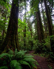 Fototapeta premium Hiking Trail Through a Lush, Towering Forest