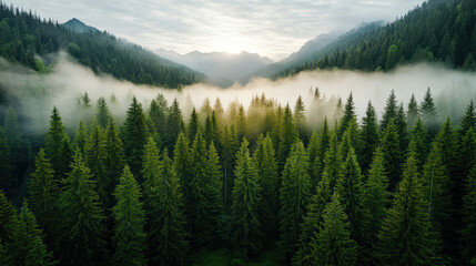 Obraz premium Misty forest landscape at dawn with lush green trees and soft light illuminating scene