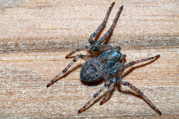 This is a close up image featuring a spider resting on a wooden surface