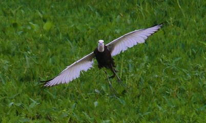 White wagtail bird in flight over green grass field