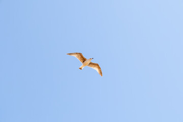 Seagull flying over blue sky in Cadiz, Spain