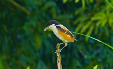 Small bird with black head and brown back perched on a thin branch