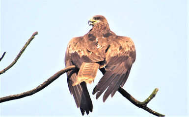 Majestic eagle perched on a tree branch against a clear sky