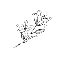 Lily flower with leaves. Elegant vector line art. Botanical illustration in quick whimsical sketch style. Symbol of purity and love for romantic vintage themes, floral design, wedding invitations