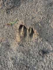 Animal Deer hoofprint in sand. Kyiv district, background