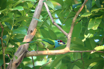 Colorful toucanet bird perched on a tree branch amidst lush green foliage