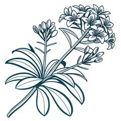black and white euphorbia