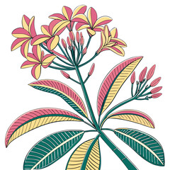 euphorbia on white background 