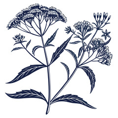 black and white eupatorium maculatum