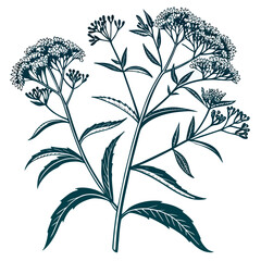seamless pattern with eupatorium maculatum