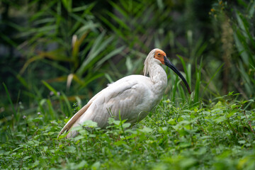 Toki (Japanese crested ibis)