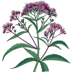 eupatorium maculatum with leaves