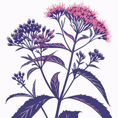 eupatorium maculatum vector