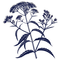 eupatorium cannabinum with leaves 