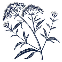 eupatorium maculatum vector