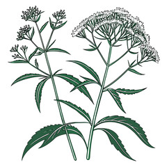 eupatorium maculatum on white background 