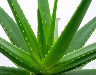 Fototapeta premium Close-up of a vibrant aloe vera plant with sharp, spiky edges and green hues