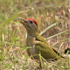 Green woodpecker bird with red head feathers in grassy field looking up