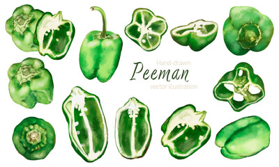 水彩で描いた緑のピーマンのイラスト素材セット