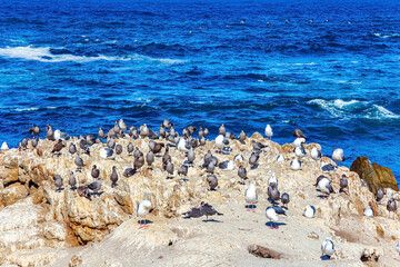 Flock of pelicans resting
