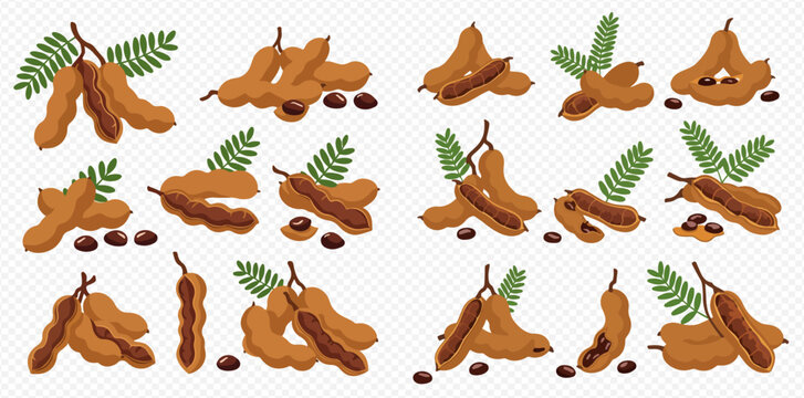 A collection of vector illustrations featuring tamarind fruit, including whole pods, open pods, seeds, and leaves on a transparent background.
