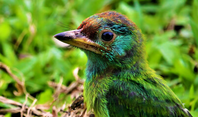 Close up of a colorful green and brown bird with a dark eye and beak