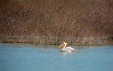 A flock of pelican birds walks along the blue lake of Cyprus. Flying pelicans in the blue sky. Waterfowl at the nesting site.
