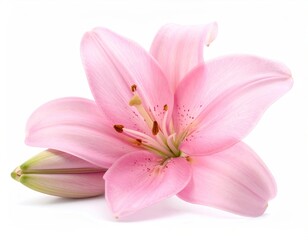 Close-up of a radiant, soft pink lily with buds against a clean white backdrop