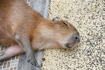 リラックスして転がるカピバラ　A capybara rolling over peacefully