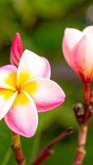 Fototapeta premium Pink, white, and yellow flower