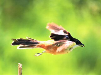 Small bird in mid flight with wings spread against a blurred green background