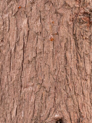 Close up of tree bark texture with resin drops