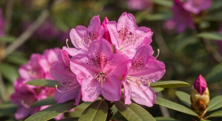 Close-up of vibrant pink rhododendron blossoms in cluster, with soft focus on surrounding foliage