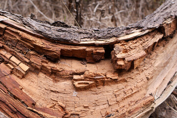 Weathered Log Close-Up