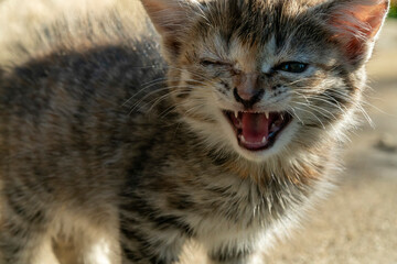 A detailed close up of an adorable kitten with its mouth open wide